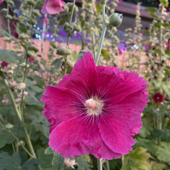 Meet your Posher, Megan - Picture 4 of 4